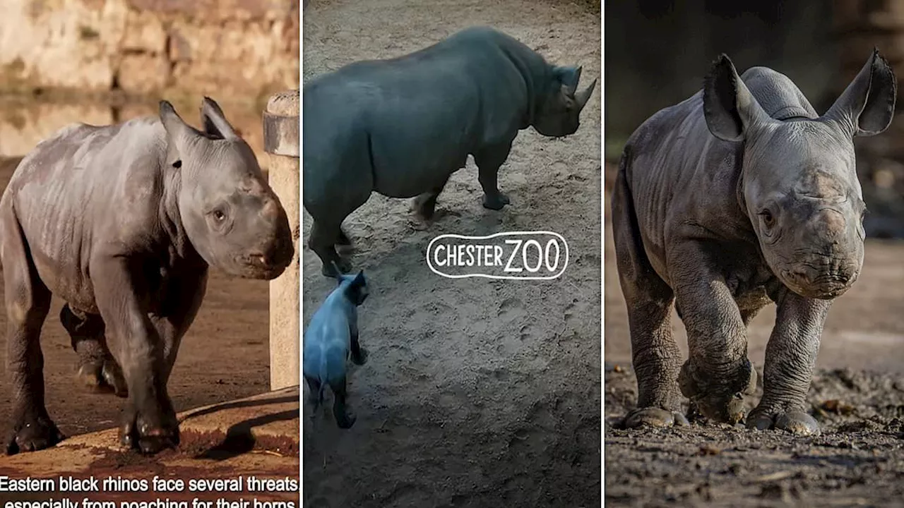 Amazing Footage of Critically Endangered Eastern Black Rhino Birth