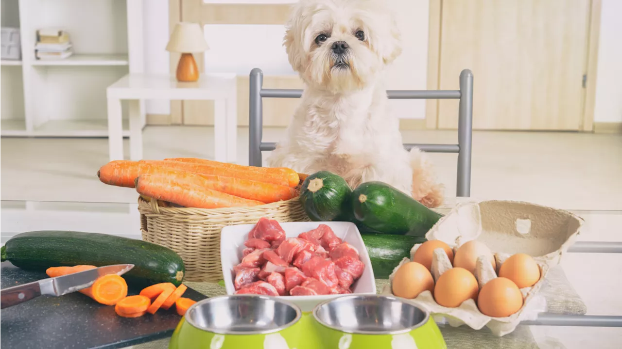 Here are the foods your furry babies can safely enjoy this Thanksgiving