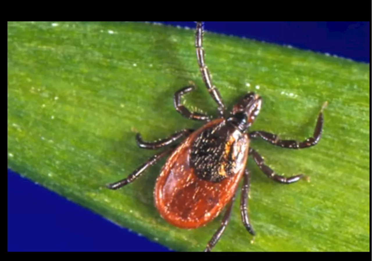 San Diego Resident Dies from Tickborne Illness