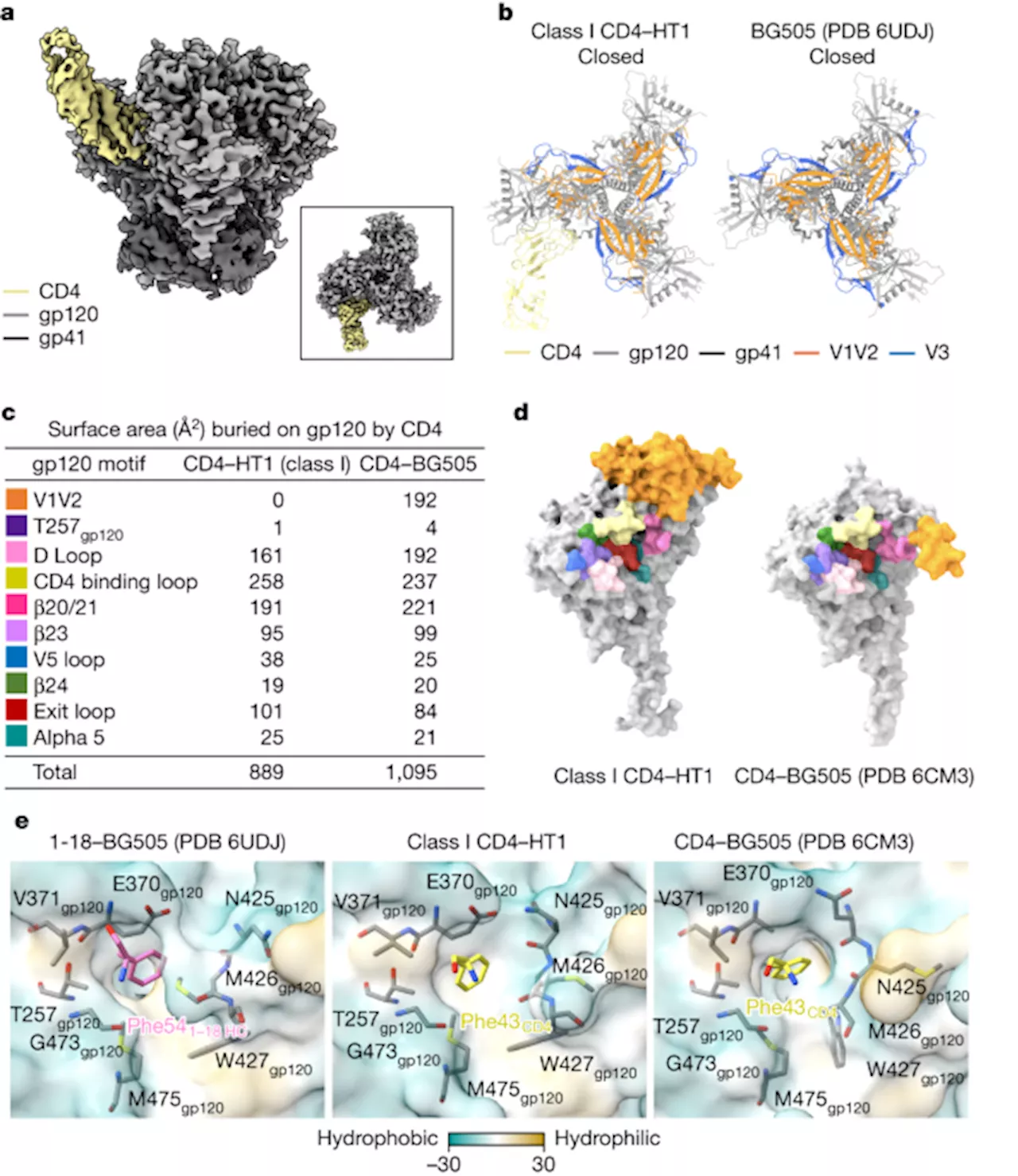 Distinct Conformational Changes in HIV-1 Envelope in Response to CD4 Engagement