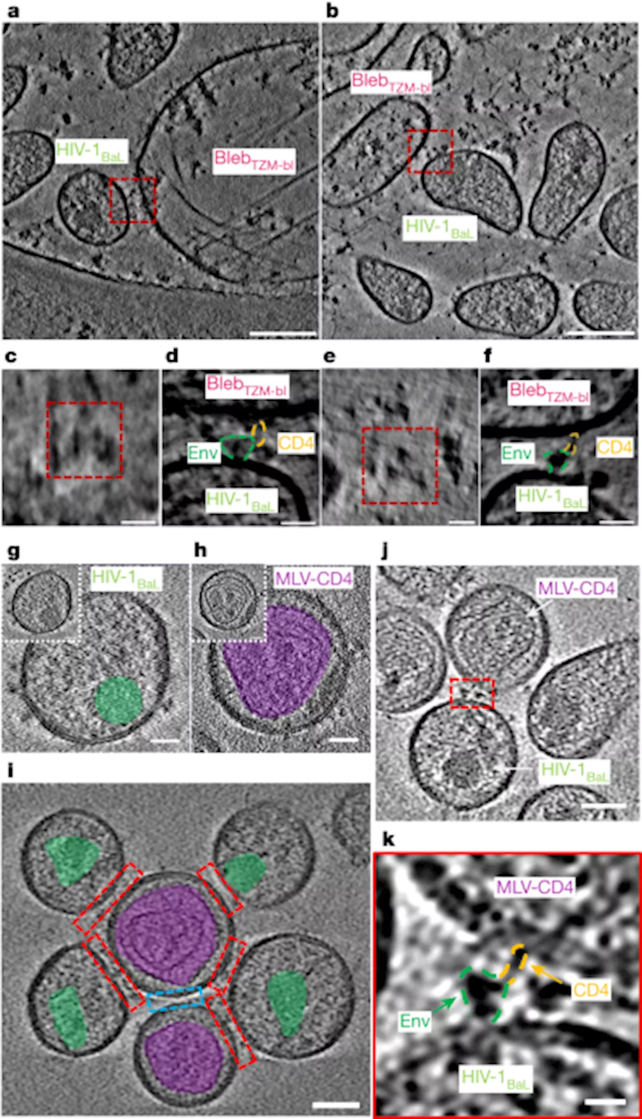 HIV-1 Env Binding to CD4 Molecules in Native Membranes