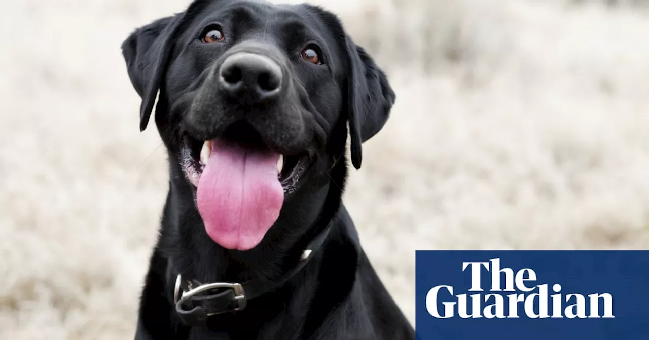 Man's Compensation Bid Fails as Dog-Sitter Can't Convince Labrador to Eat Medicine