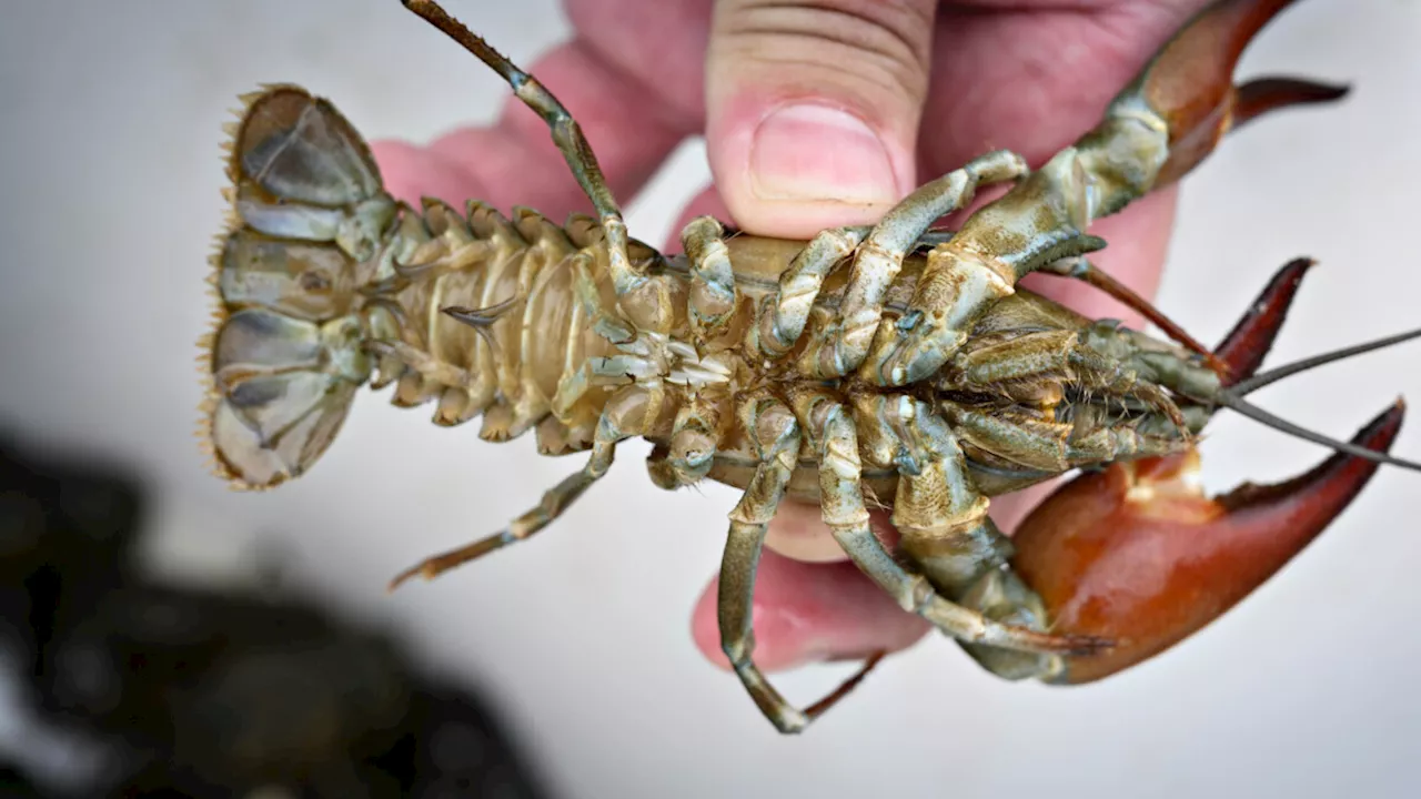 Signalkrebsen truer biodiversiteten: Sådan kan du spise dig igennem tre invasive arter