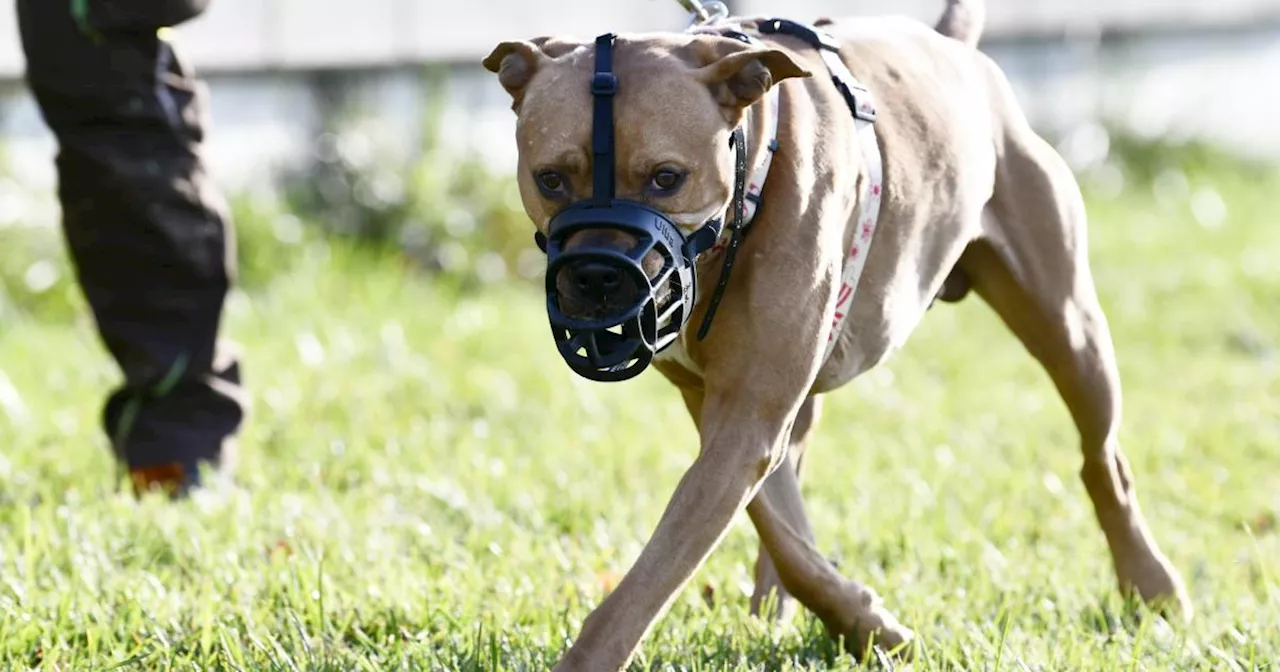 Debatte über Kampfhunde: Sieben Wochen nach der Tragödie