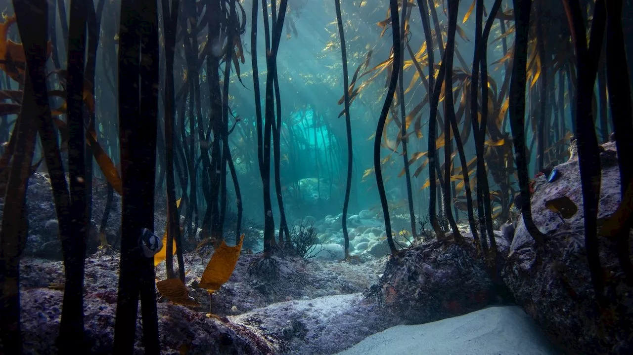 Marine Researchers Collaborate to Study Biodiversity of Great African Seaforest