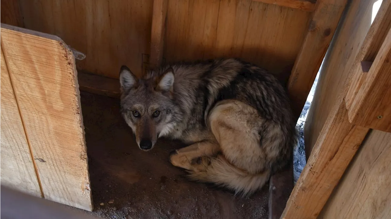 Biologists are keeping a close eye on a rare Mexican wolf that is wandering out of bounds