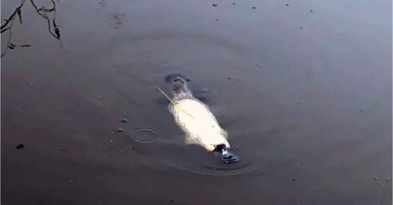 Extremely rare white platypus splashing about in northern NSW