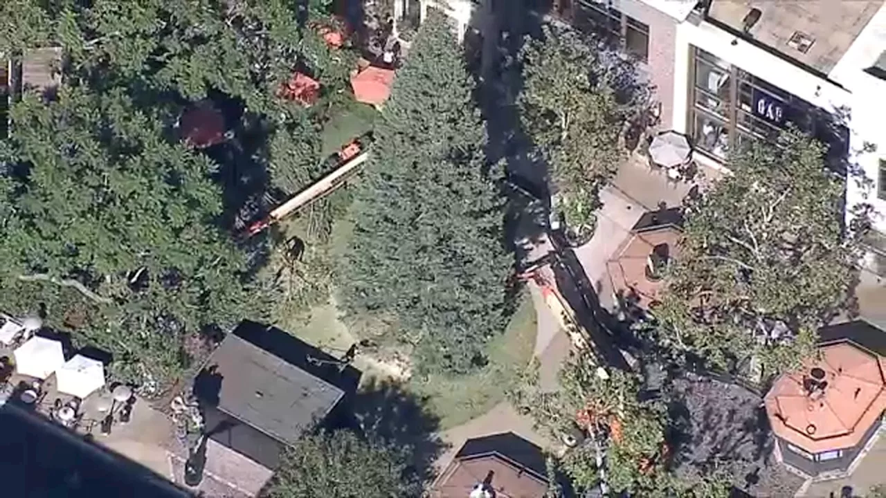 The Grove's 100-foot Christmas tree arrives ahead of lighting celebration