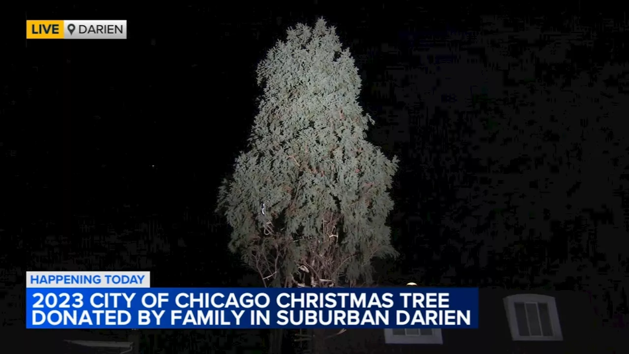 Chicago chooses spruce from Darien as official Christmas tree