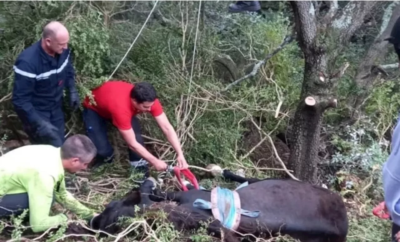 Gard : les pompiers sauvent un cheval tombé pendant une randonnée