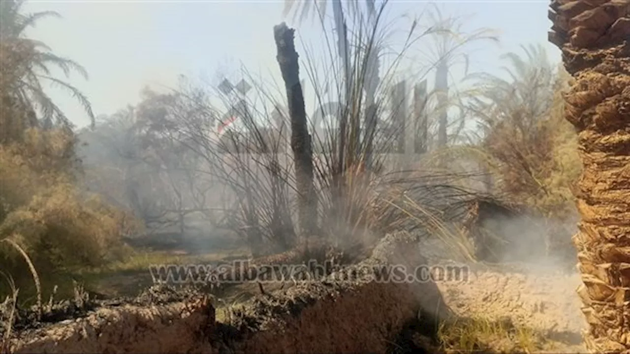 السيطرة على حريق بمزرعة نخيل في الوادي الجديد