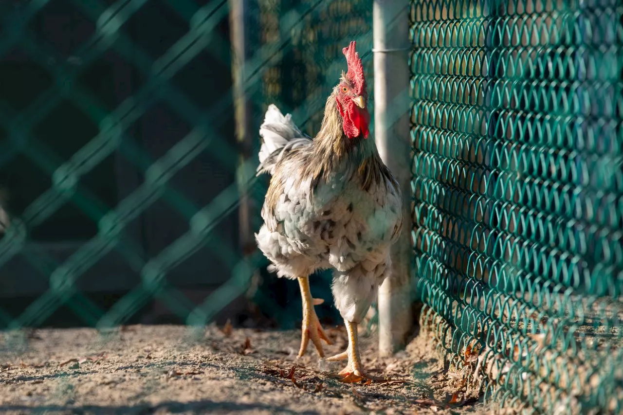 Alabama chicken farm quarantined, 48,000 birds killed after highly pathogenic avian flu detected