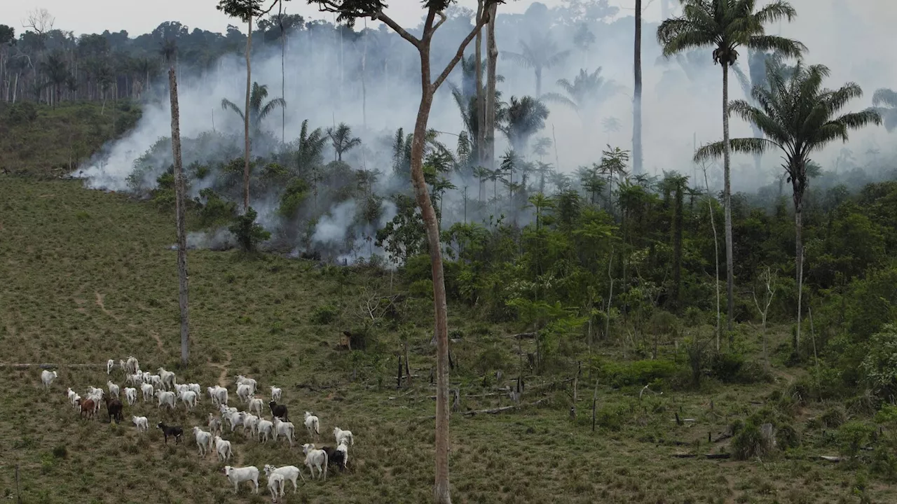 Takeaways from AP's reporting on an American beef trader's links to Amazon deforestation