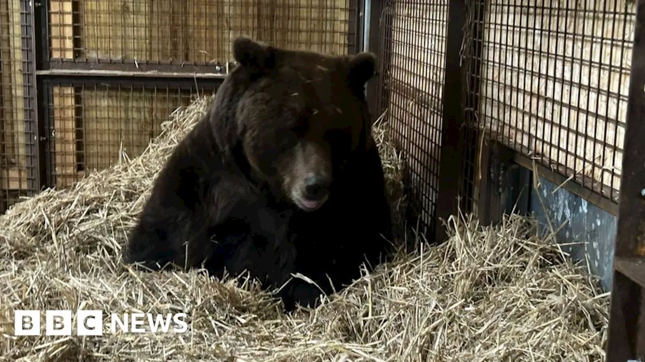 Rescued Swedish bear arrives in Devon via Eurostar