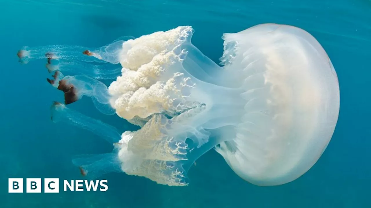 Boom in unusual jellyfish spotted in UK waters