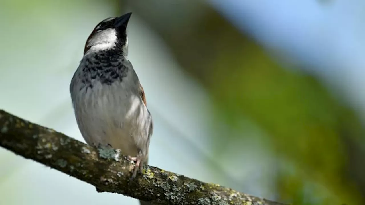 États-Unis: des oiseaux vont être rebaptisés pour ne plus porter des noms jugés offensants