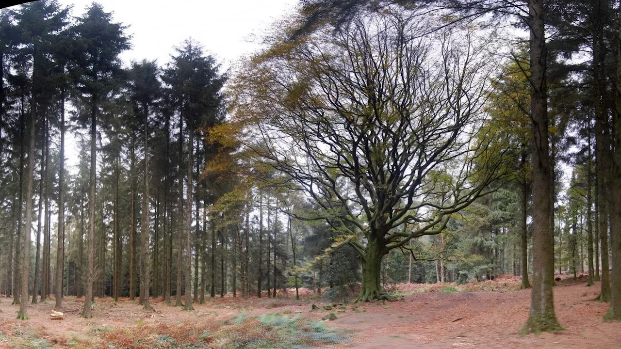 Tempête Ciaran: un hêtre légendaire de la forêt de Brocéliande déraciné par le vent