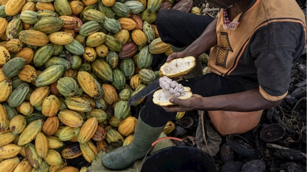 Top Cocoa Traders Hold Off on Buying in Ivory Coast Over High Prices