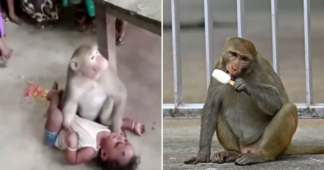 Netizens Stunned As Monkey Plays Overprotective Parent to Baby in Viral TikTok Video: 'This Is Wild'