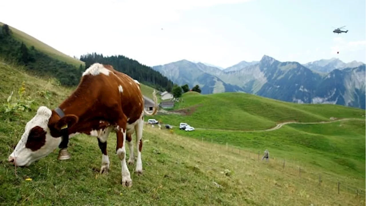 Complaints about noisy cowbells spark dispute in the Swiss village of Aarwangen