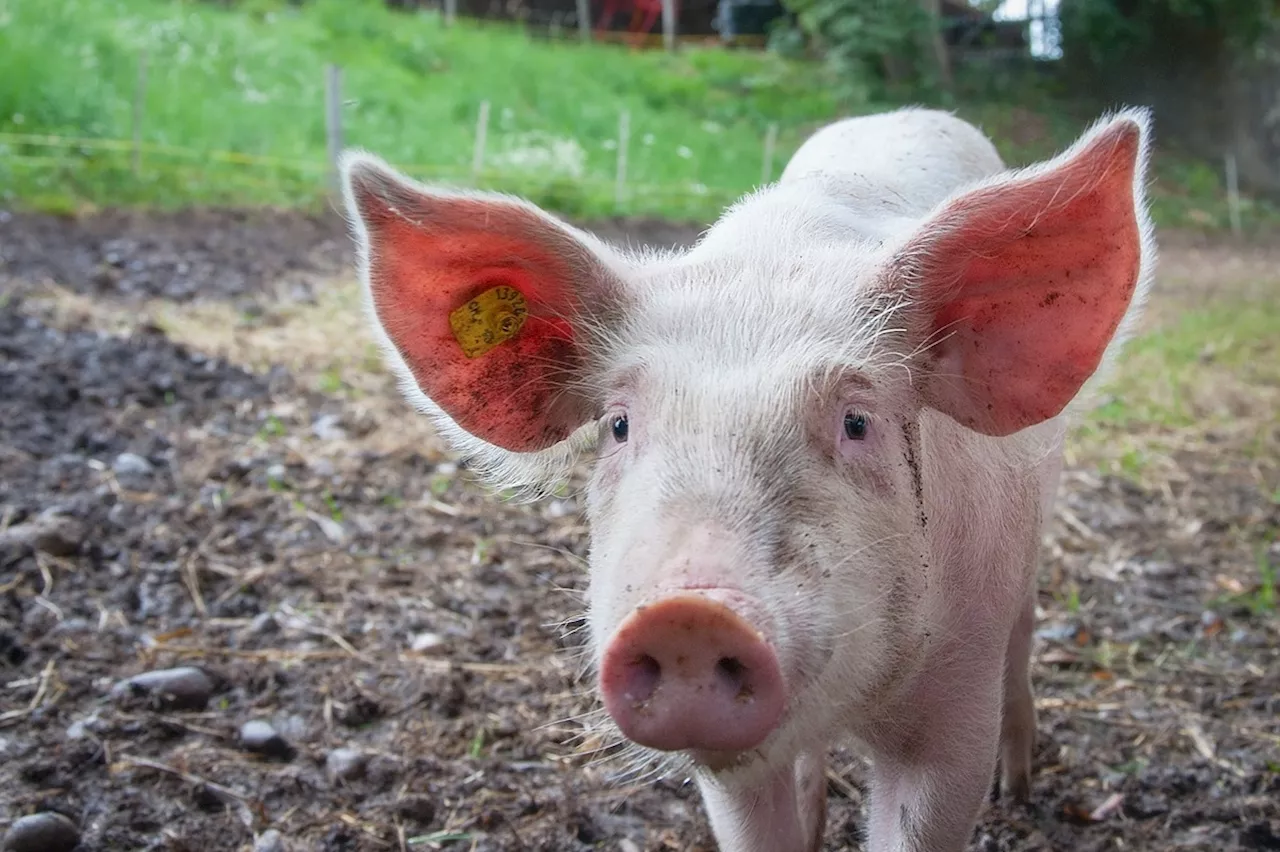 'Une scène de guerre' : en Corse, un enfant de 10 ans se fait 'massacrer' par des cochons