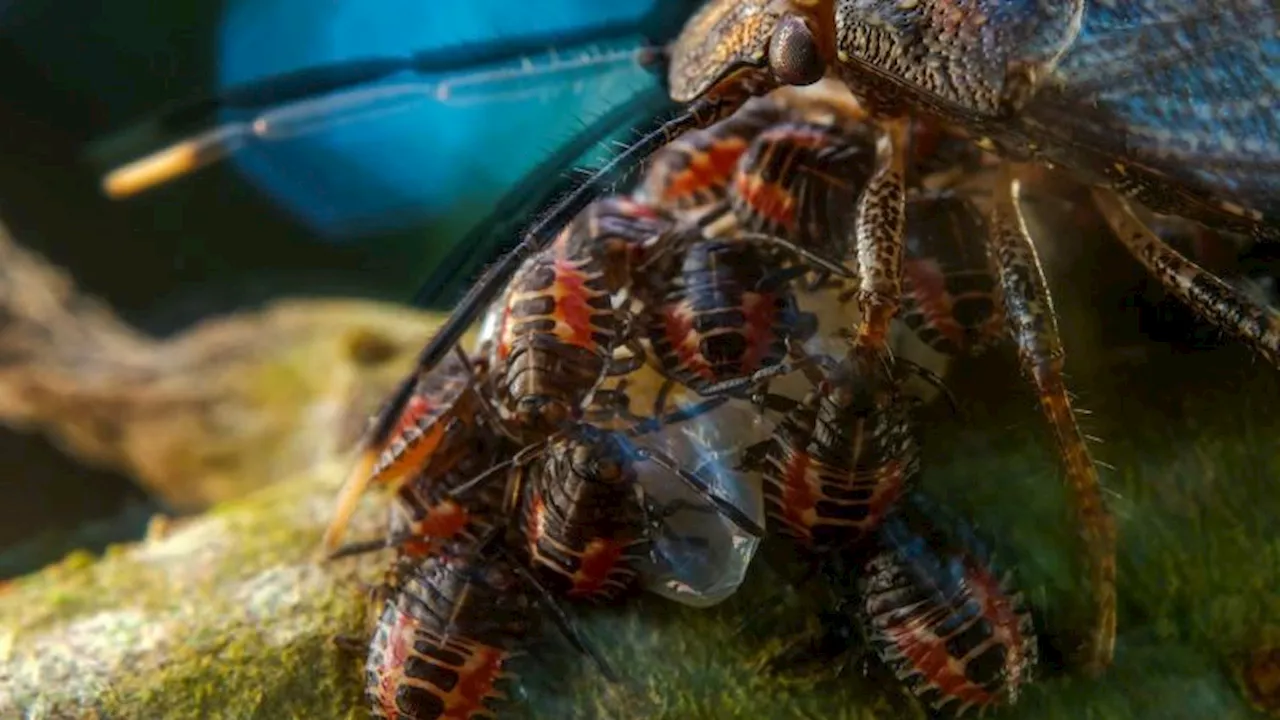 Caring stink bugs and tangled octopuses: European Wildlife Photographer of the Year 2023