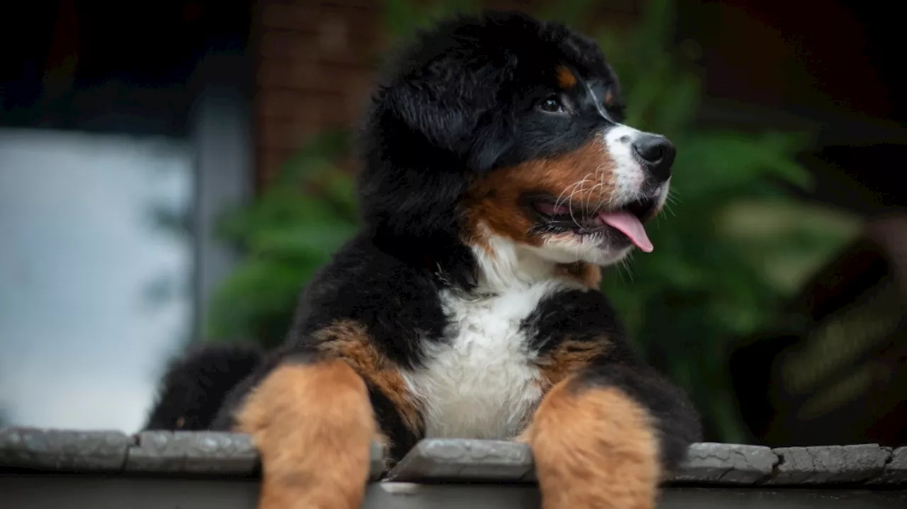End of daylight time affects pets' schedules too, animal care workers say