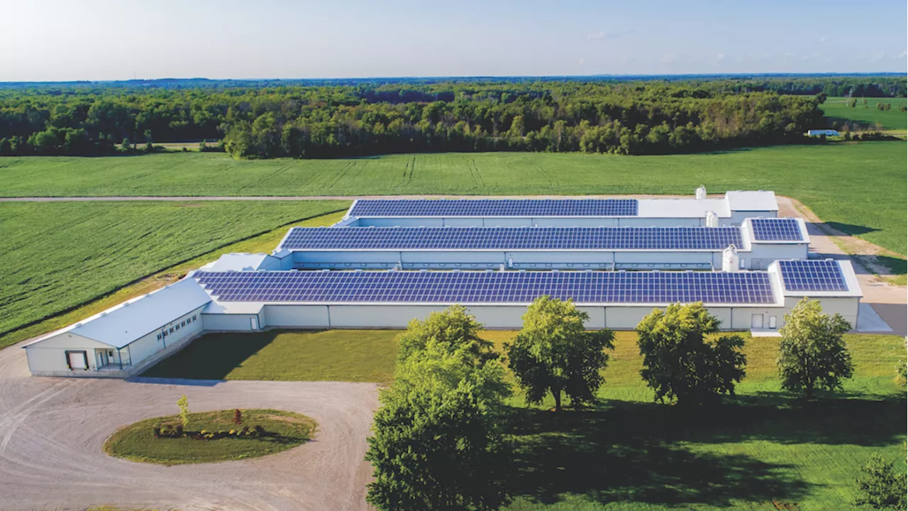 Solar Powered Egg Farming