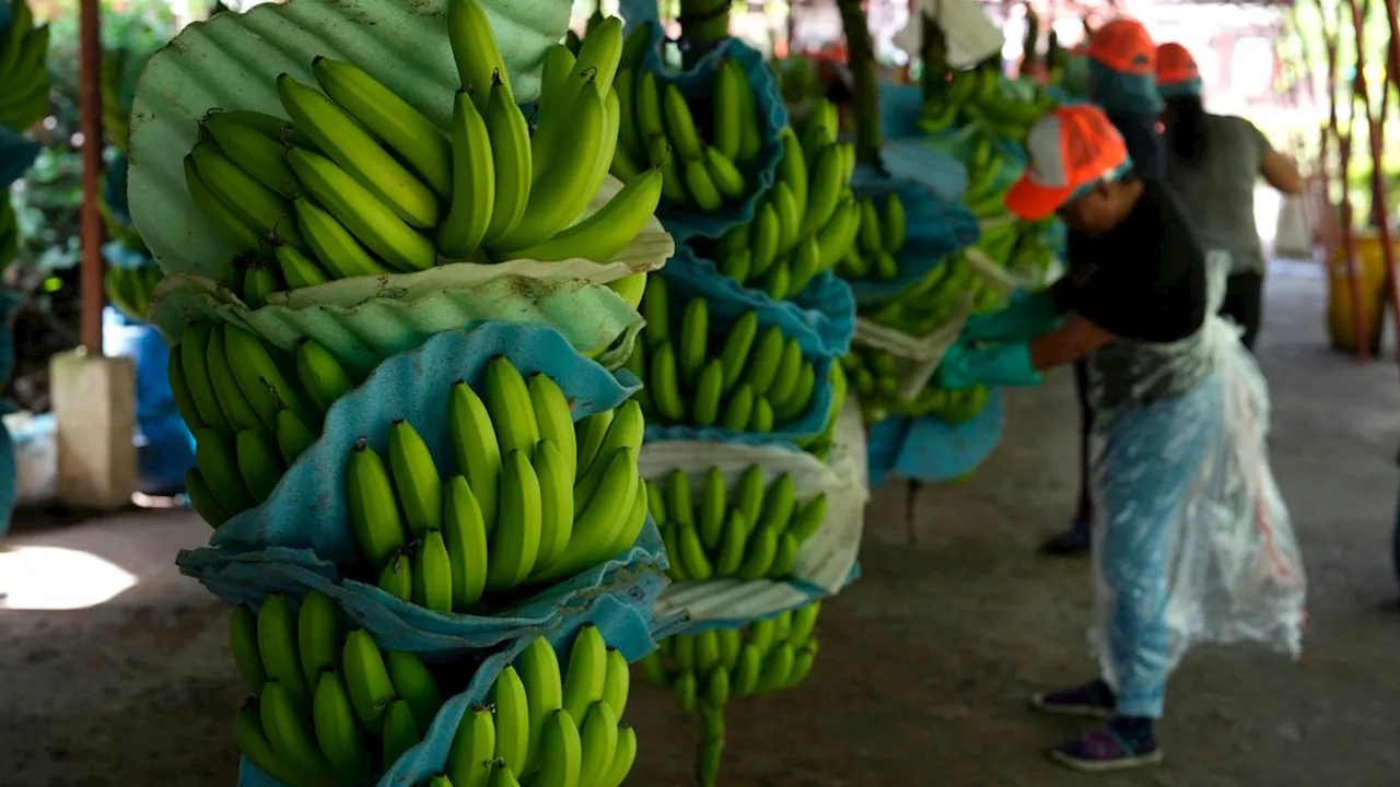 Neues Lieferkettengesetz: Oxfam legt Beschwerde gegen Edeka und Rewe ein