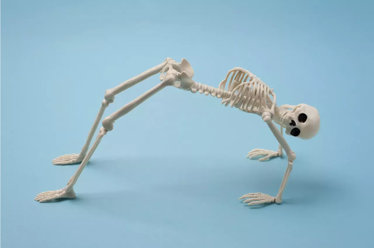 how-many-bones-are-in-the-human-body-and-other-fascinating-facts-about