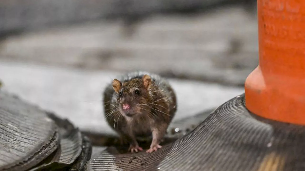 Study reveals rats have an imagination