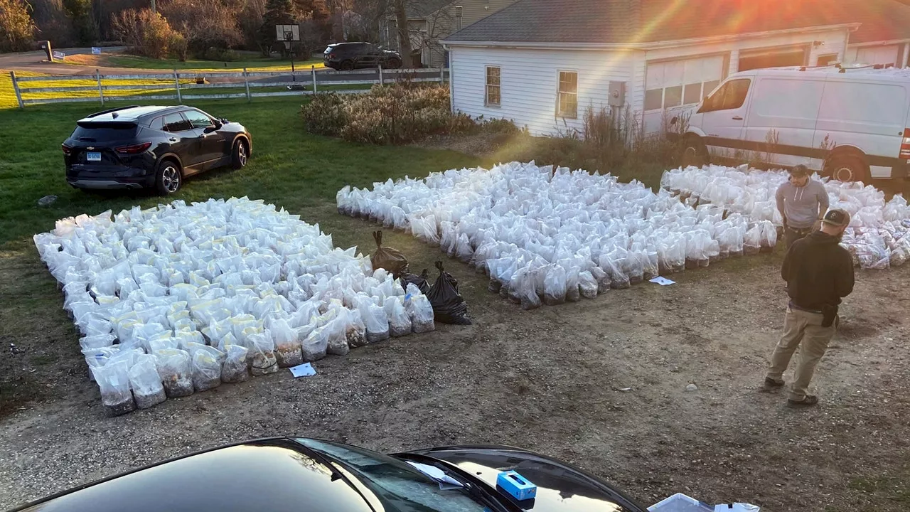 $8.5M worth of psychedelic mushrooms seized from rural Connecticut property