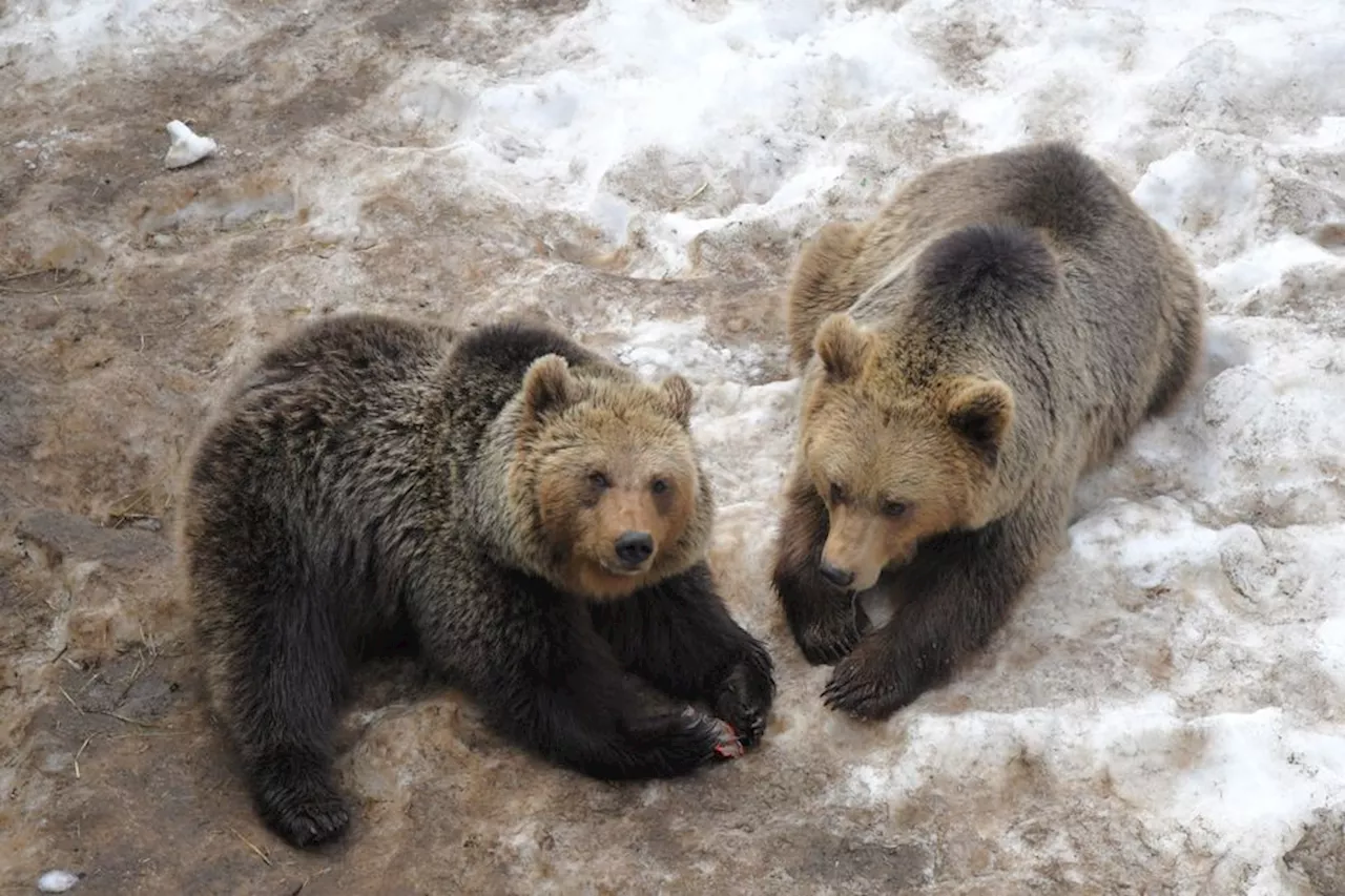 Les ours commencent leur hivernation dans les Pyrénées : quatre choses à savoir sur ce phénomène extraordinair