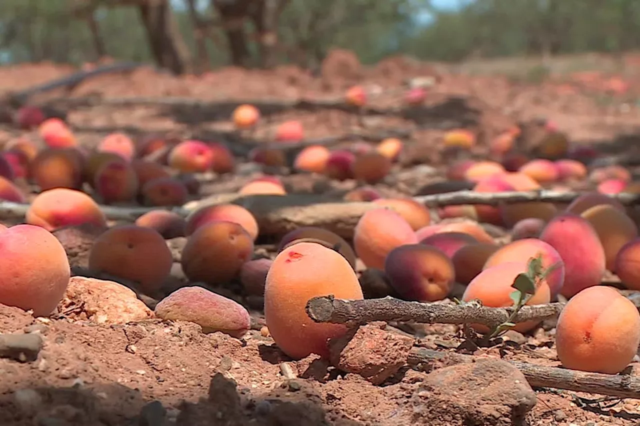 Sécheresse : six millions d'euros mobilisés pour les agriculteurs des Pyrénées-Orientales, annonce le gouverne