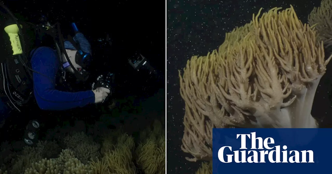 Great Barrier Reef annual coral spawning begins east of Cairns