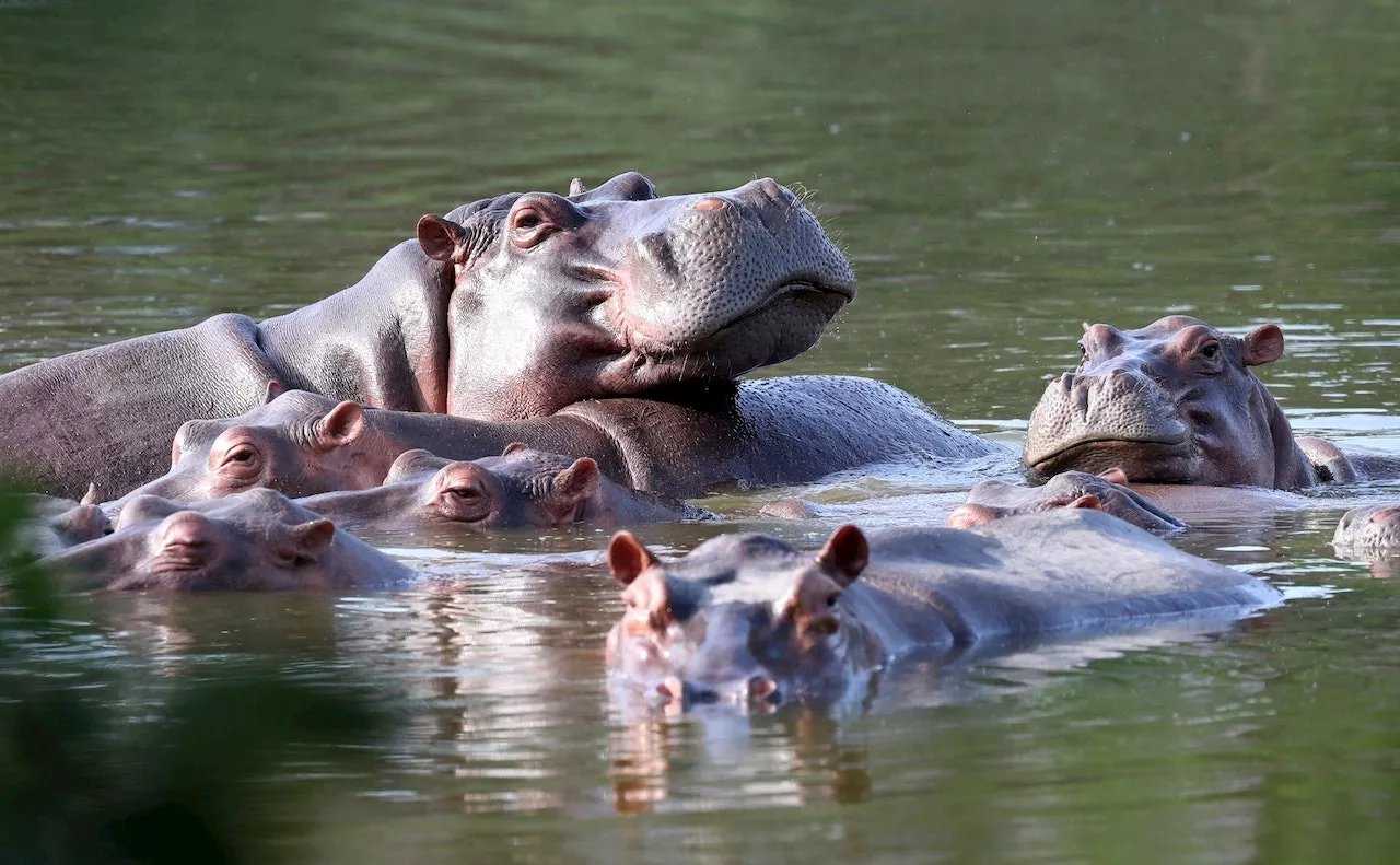 Kolumbien sterilisiert Pablo Escobars 'Kokain-Hippos'