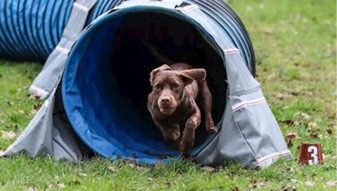 La trasformazione di Beauden, da cane abbandonato e denutrito a campione di agility dog