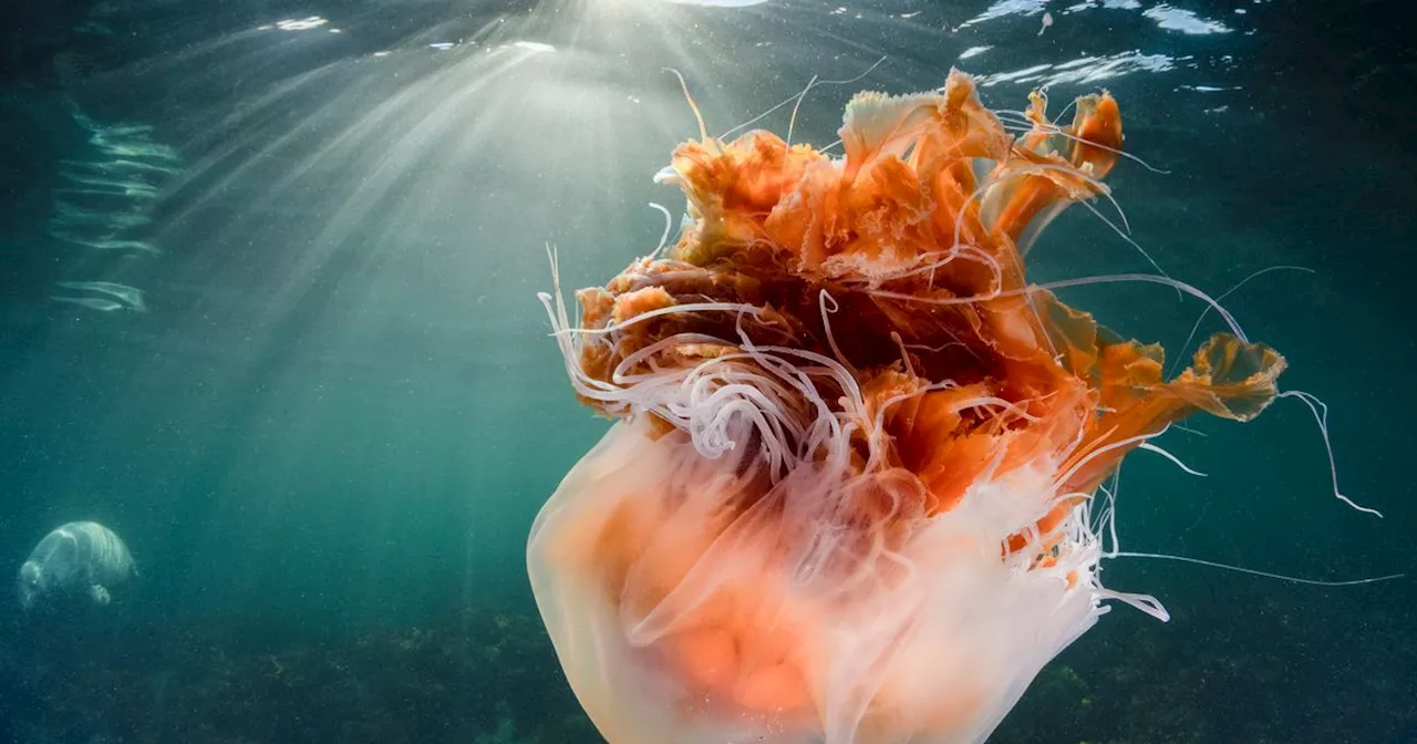 – These 'Chunky' Jellyfish Are On The Rise In UK