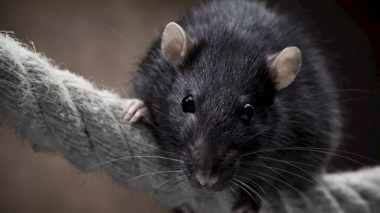 Scientists probe into a rat’s inner thoughts, find imagination