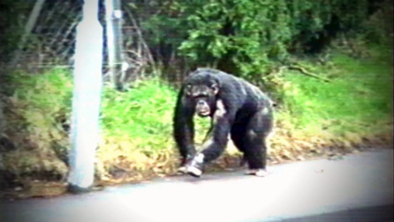 Penscynor: Staff remember day chimpanzees escaped Welsh wildlife park