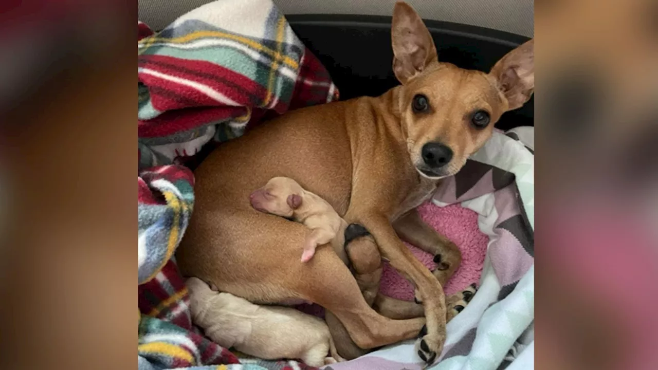 Three puppies born during 100mph wind named after Storm Ciarán