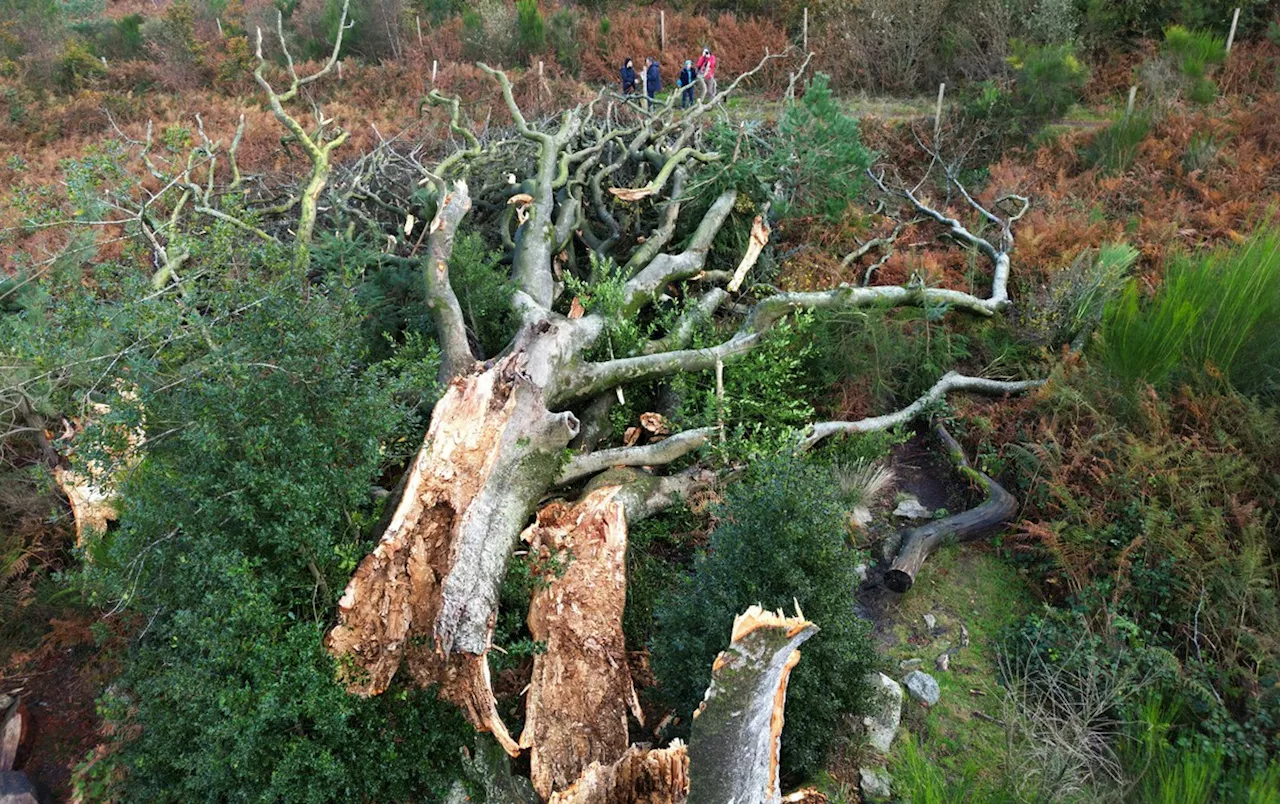 Tempestade Ciaran deixa 16 mortos e estragos em países da Europa