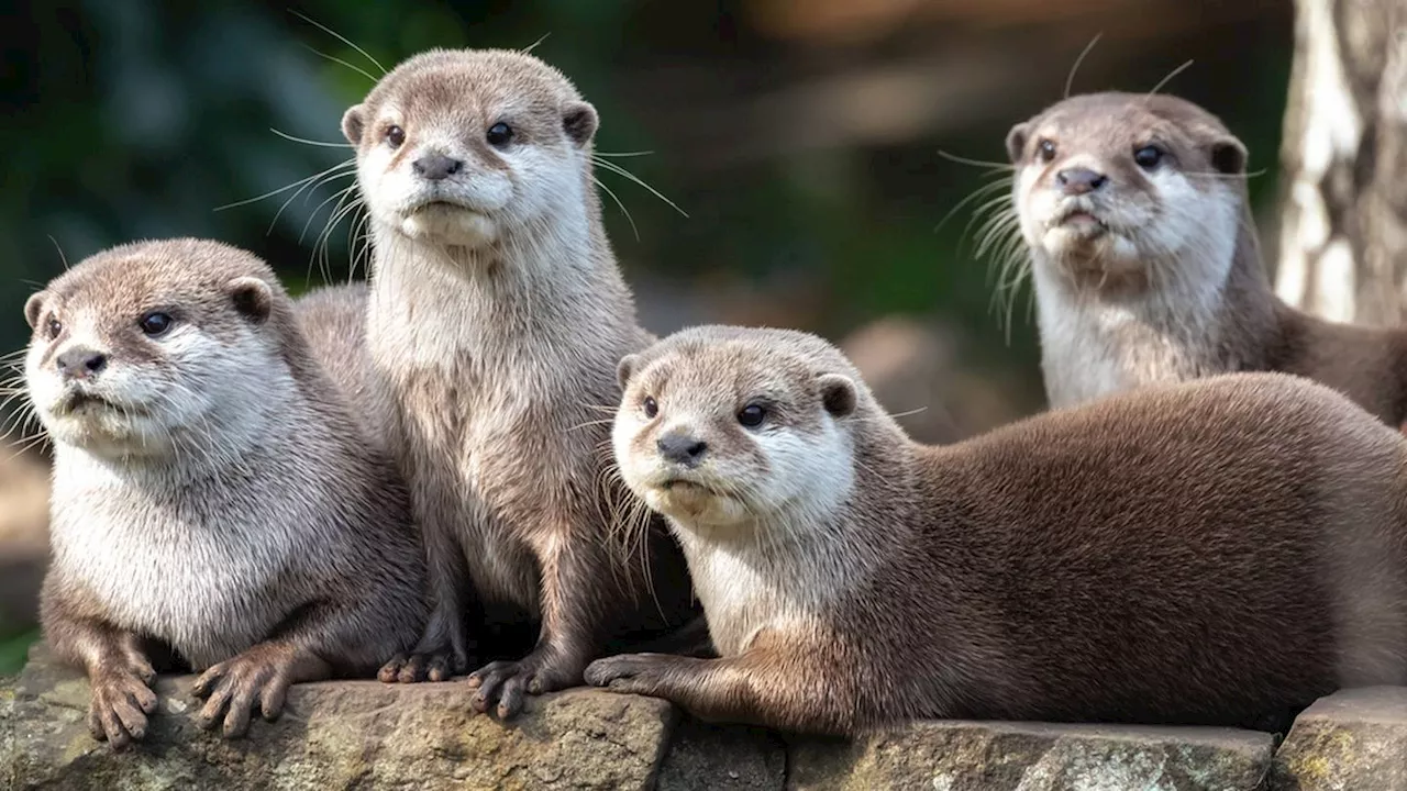 Man says he was attacked by otters when swimming in lake