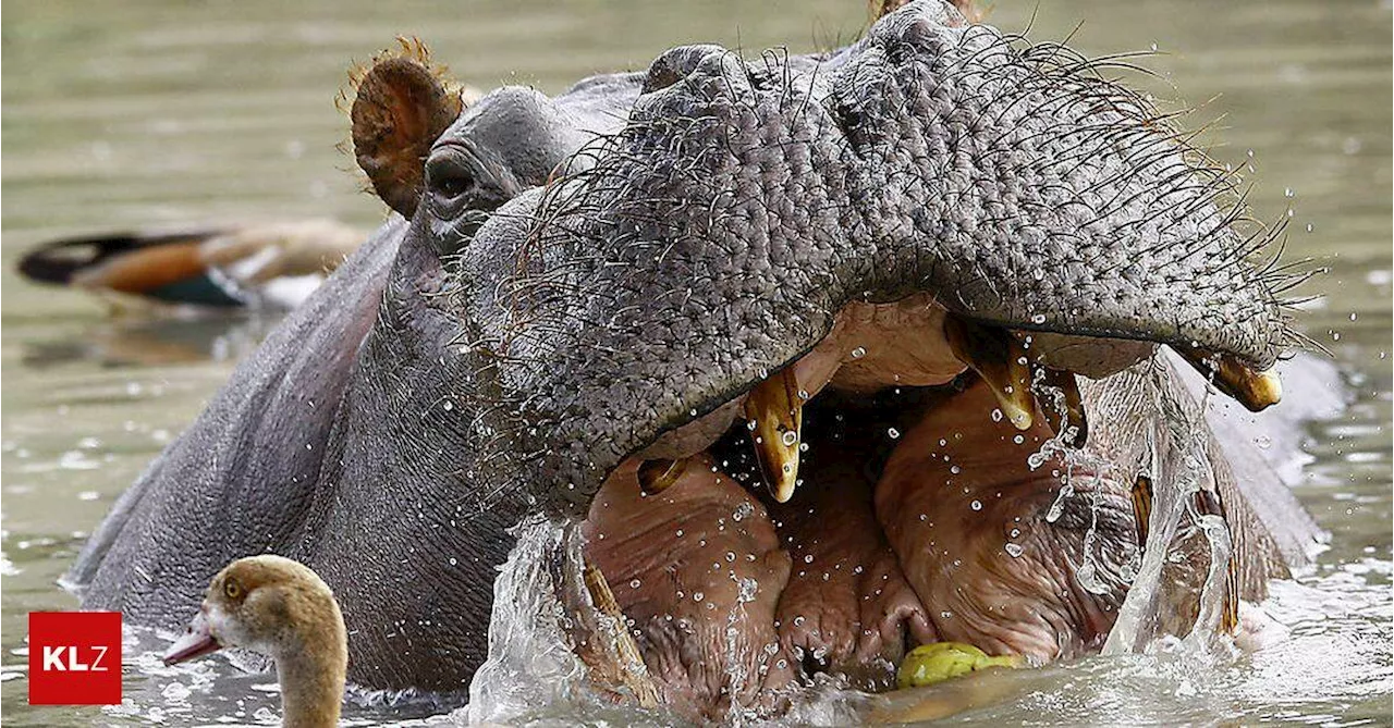 Sterilisation geplant :Die Hippos von Drogenboss Pablo Escobar werden in Kolumbien zum Problem