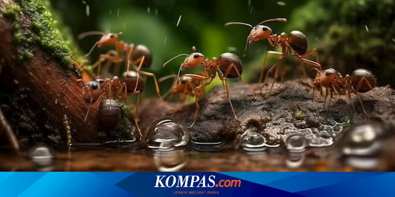 15 Cara Mengusir Serangga Saat Datangnya Musim Hujan