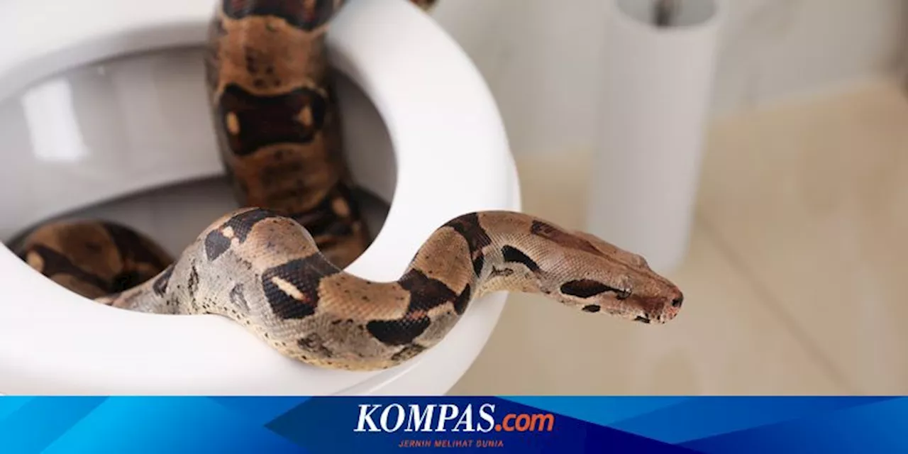 3 Penyebab Ular Masuk Kloset Beserta Cara Mencegahnya