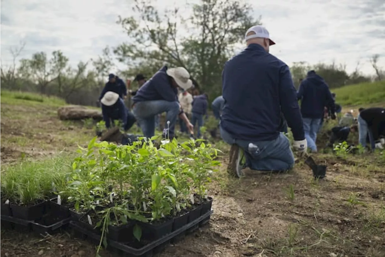 Volunteer day at Trueheart Ranch Park brings native plants, grasses to new park