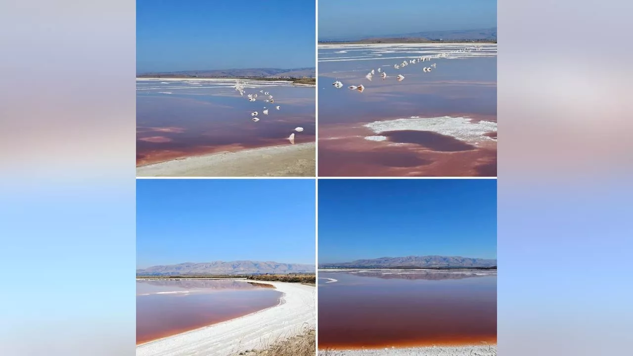 'Barbie-pink' salt pond in the South Bay is for your eyes only