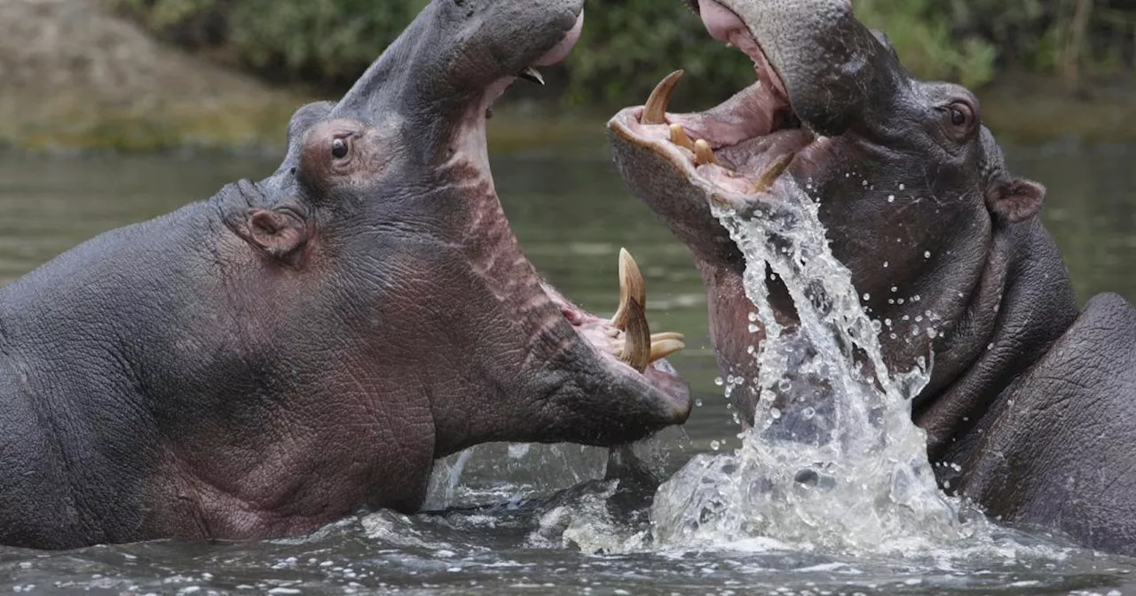 'Kokain-Hippo'-Plage: Escobars Nilpferde sollen sterilisiert werden