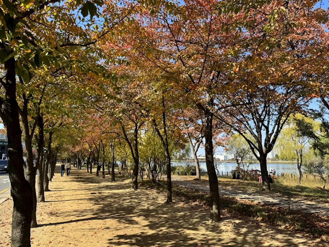 “단풍은 의외로 가까운 곳에 있다”…11월 단풍이 아름다운 도심 가로수길 3곳